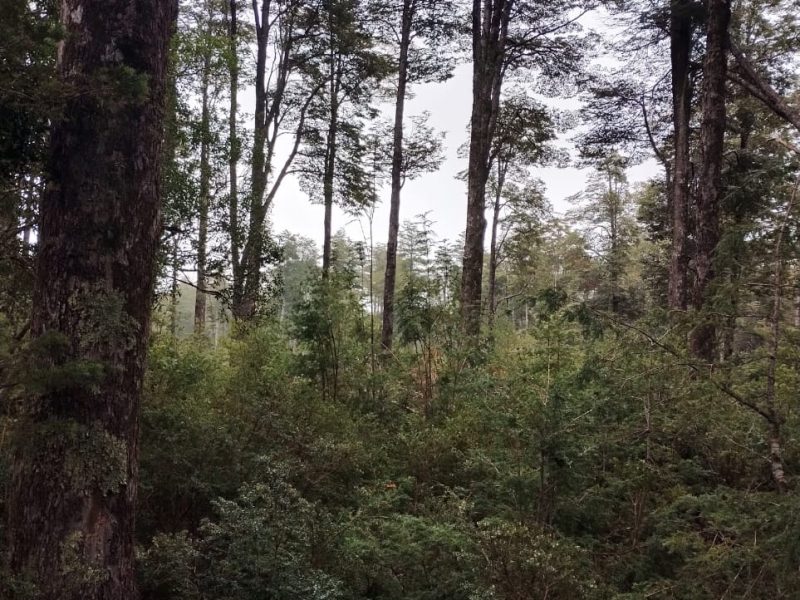 Parcela 5.300 M2 Condominio Nevados Del Chaillupén- Villarrica