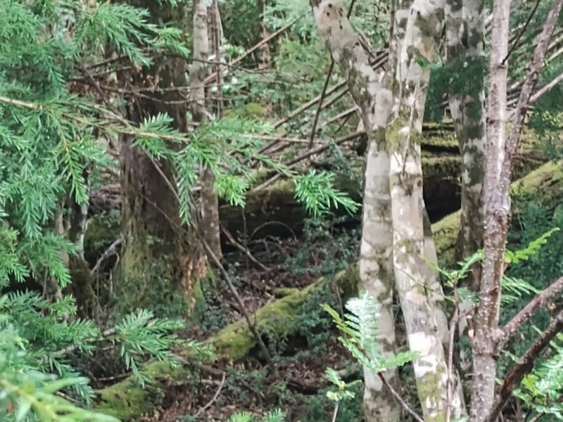 Parcela 5.300 M2 Condominio Nevados Del Chaillupén- Villarrica